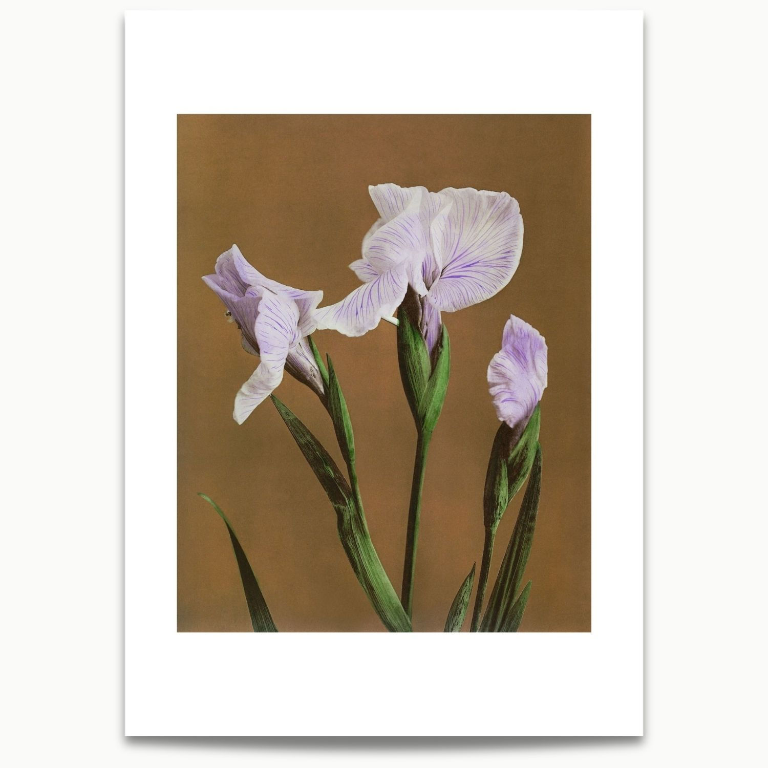 Kazumasa Ogawa | Iris Kæmpferi (1896)