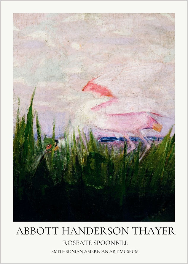 Abbott Handerson Thayer | Roseate Spoonbill (1905 - 1909) No: 3