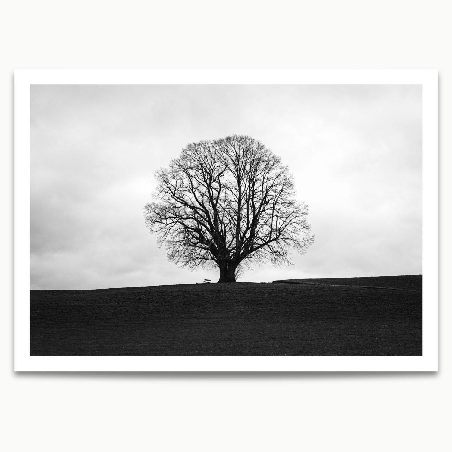 Bare Tree