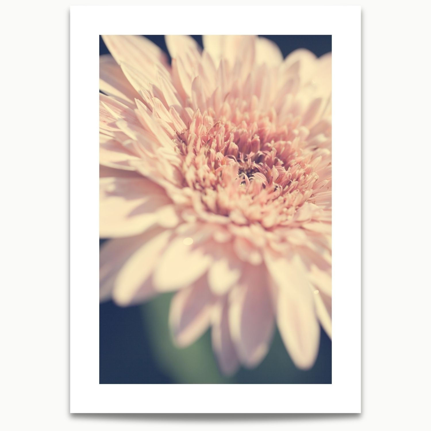 Pembe Gerbera II