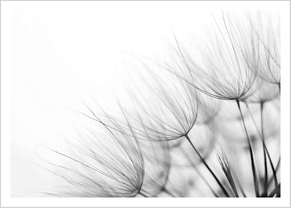 Dandelion, Black-White