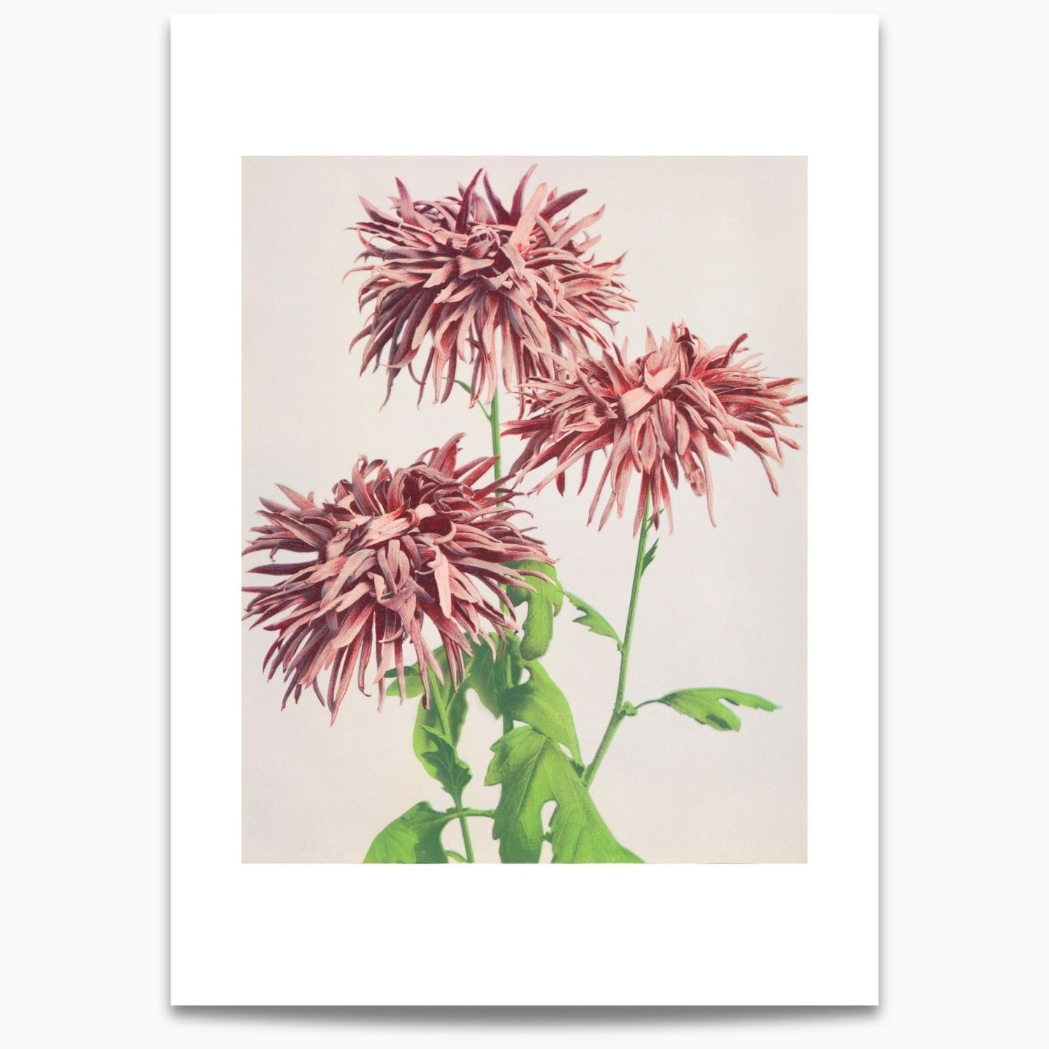 Kazumasa Ogawa | Three Pink Chrysanthemum (1887–1897)