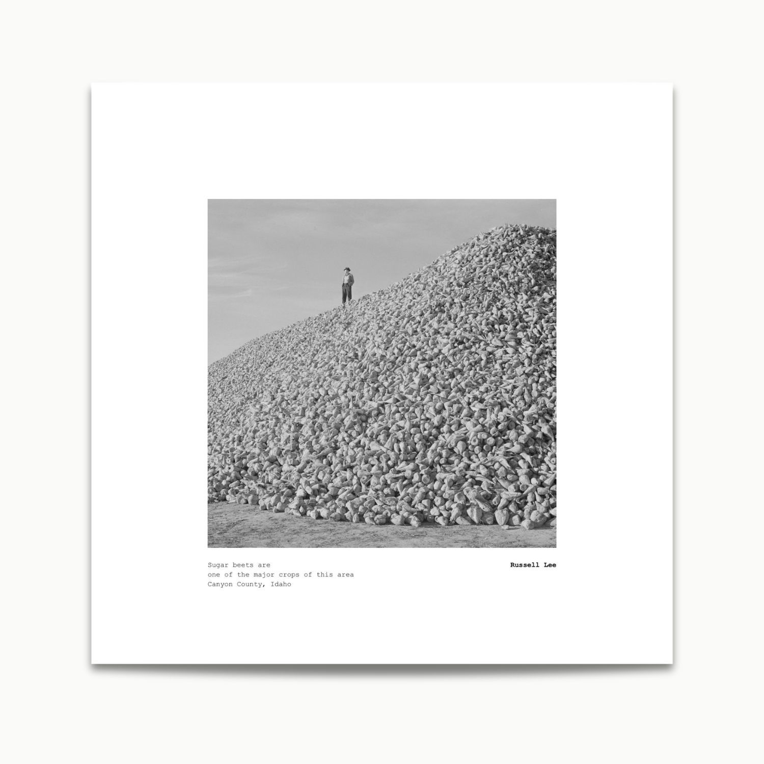 Russell Lee | Sugar beets, Canyon County, Idaho