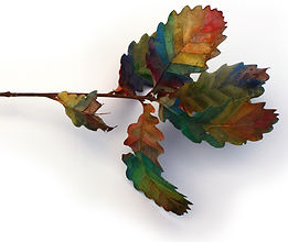 branch.jpg