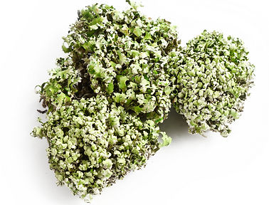 Pearl Moss Green