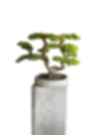 Premium yapay bonsai ağaç tasarımı, gerçek gövdeli dekoratif iç mekan bonsai ve el yapımı beton saksı modeli