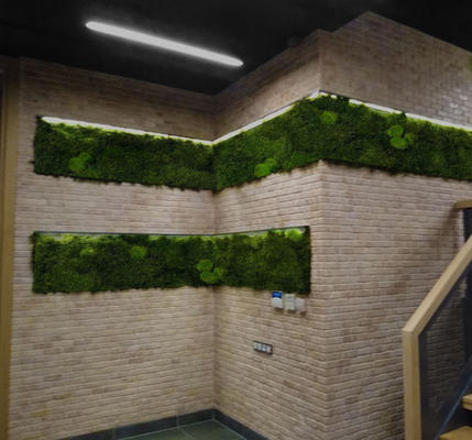 wall-moss-preserved-moss-ball-moss.jpeg