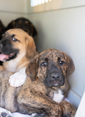 PAWS4LIFE-APRIL19_12.jpg