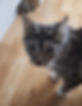 cat_edited.jpg