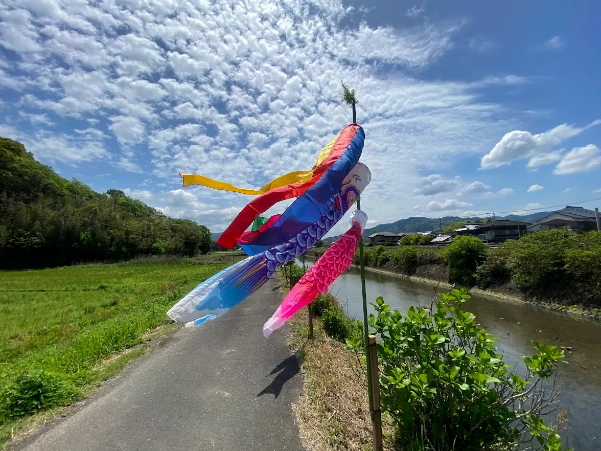 Carp streamer (Koinobori)  in Usuki