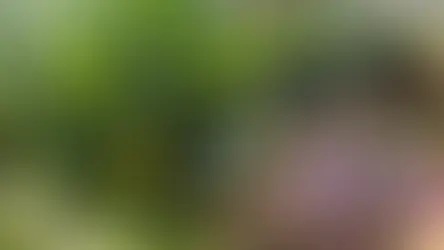 Reconnect with Nature in Rural Japan: A Wild Herb & Mindfulness Experience in Usuki