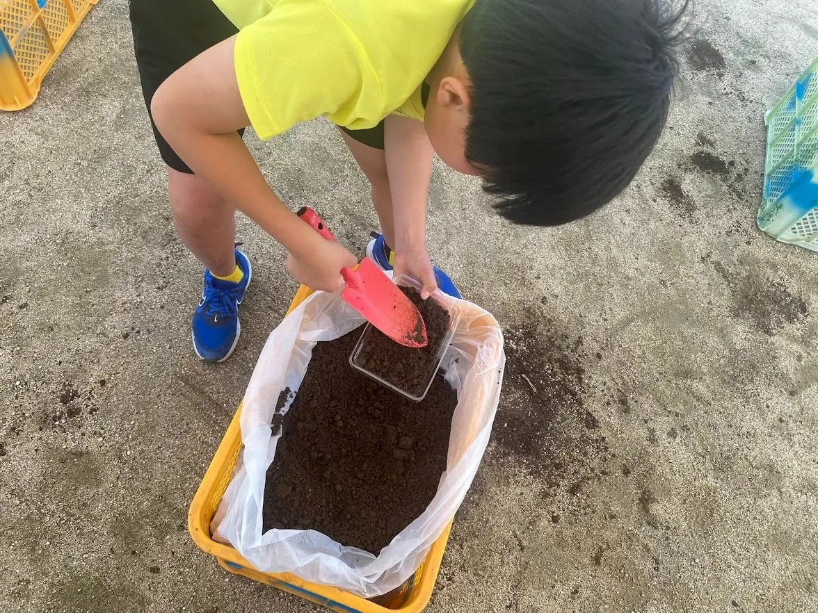 Using local soil and Usuki Dream Compost to sow seeds