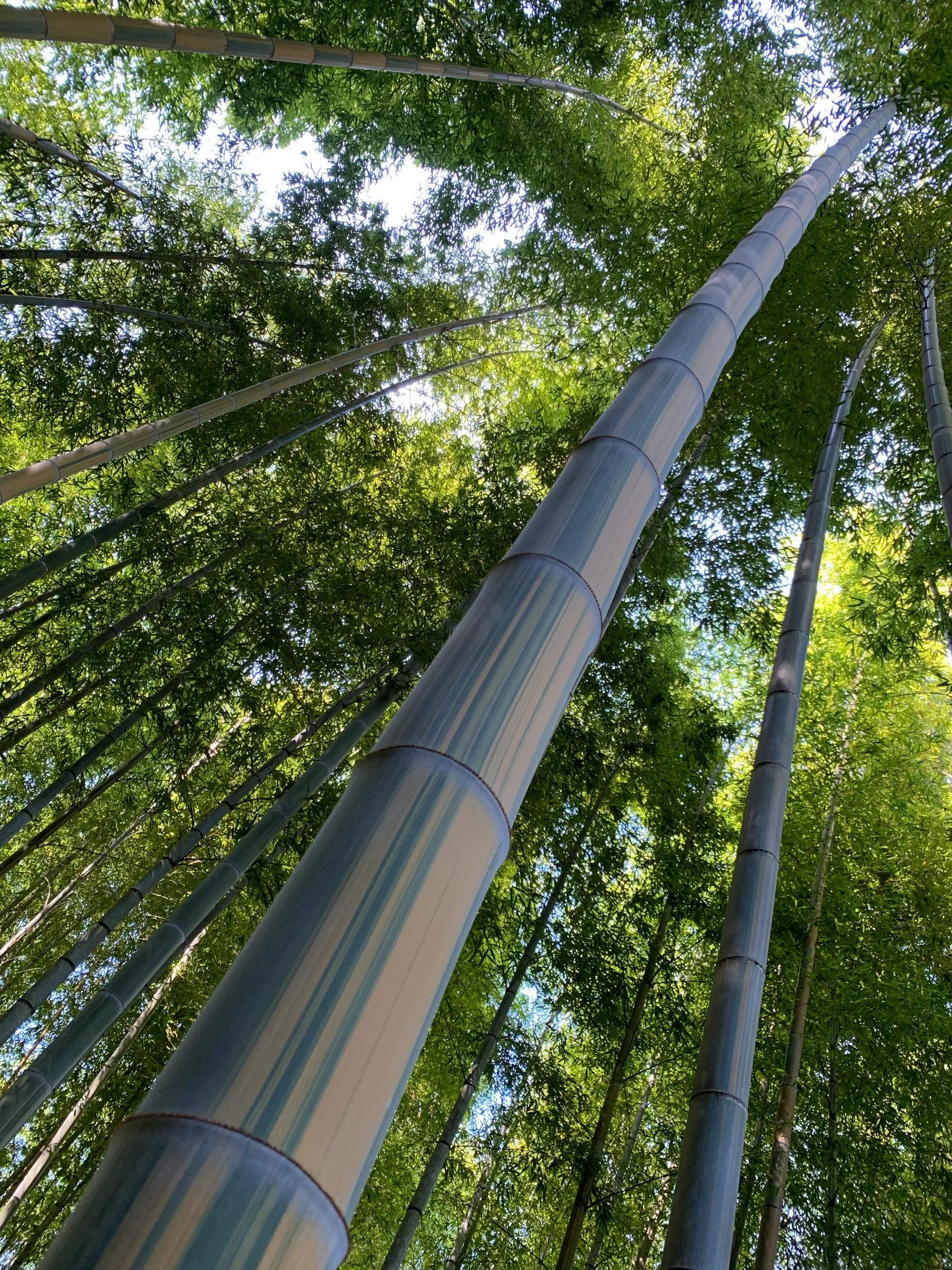 Distinctive patterns and colors on Kinmei Moso Bamboo