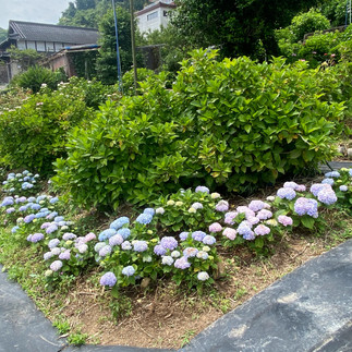 Myokenji Temple in June, transformed into a sea of blooming hydrangeas