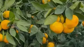 Enjoy Mandarin Orange Picking in Usuki: A Sweet Autumn Experience