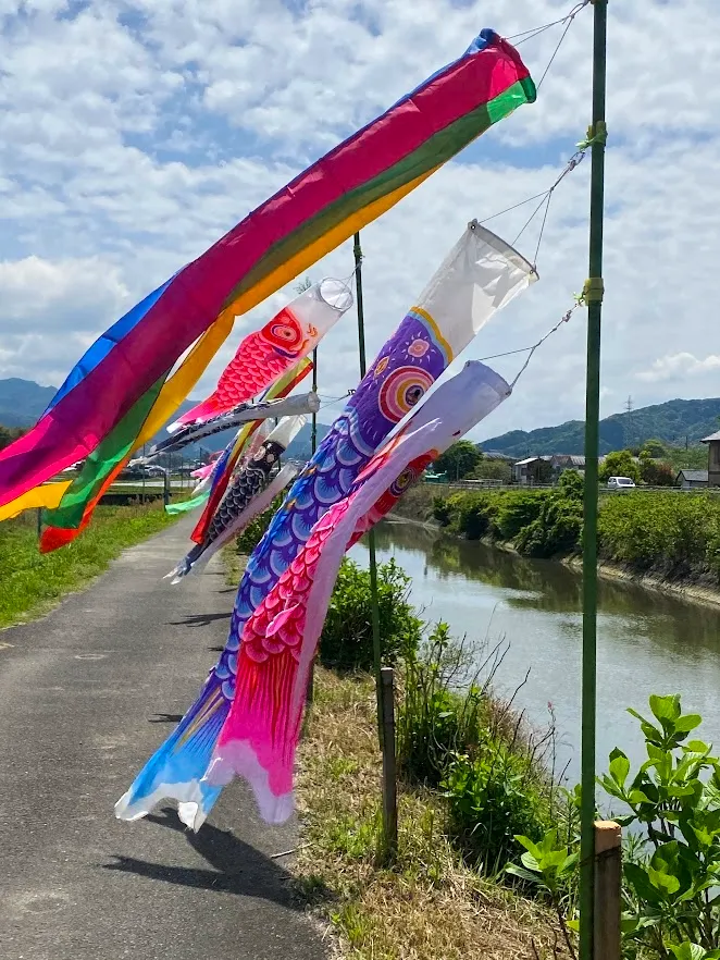 Carp streamer (Koinobori)  in Usuki