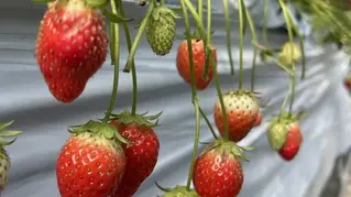 Strawberry Picking in Usuki, Oita Japan – All-You-Can-Eat Fresh Strawberries at Yanai Farm