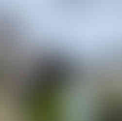 Cherry Blossoms at Usuki Castle Ruins