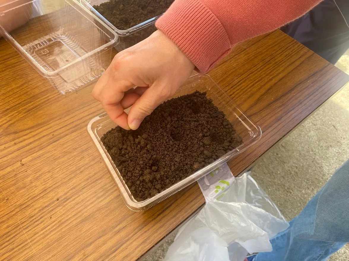 Using local soil and Usuki Dream Compost to sow seeds