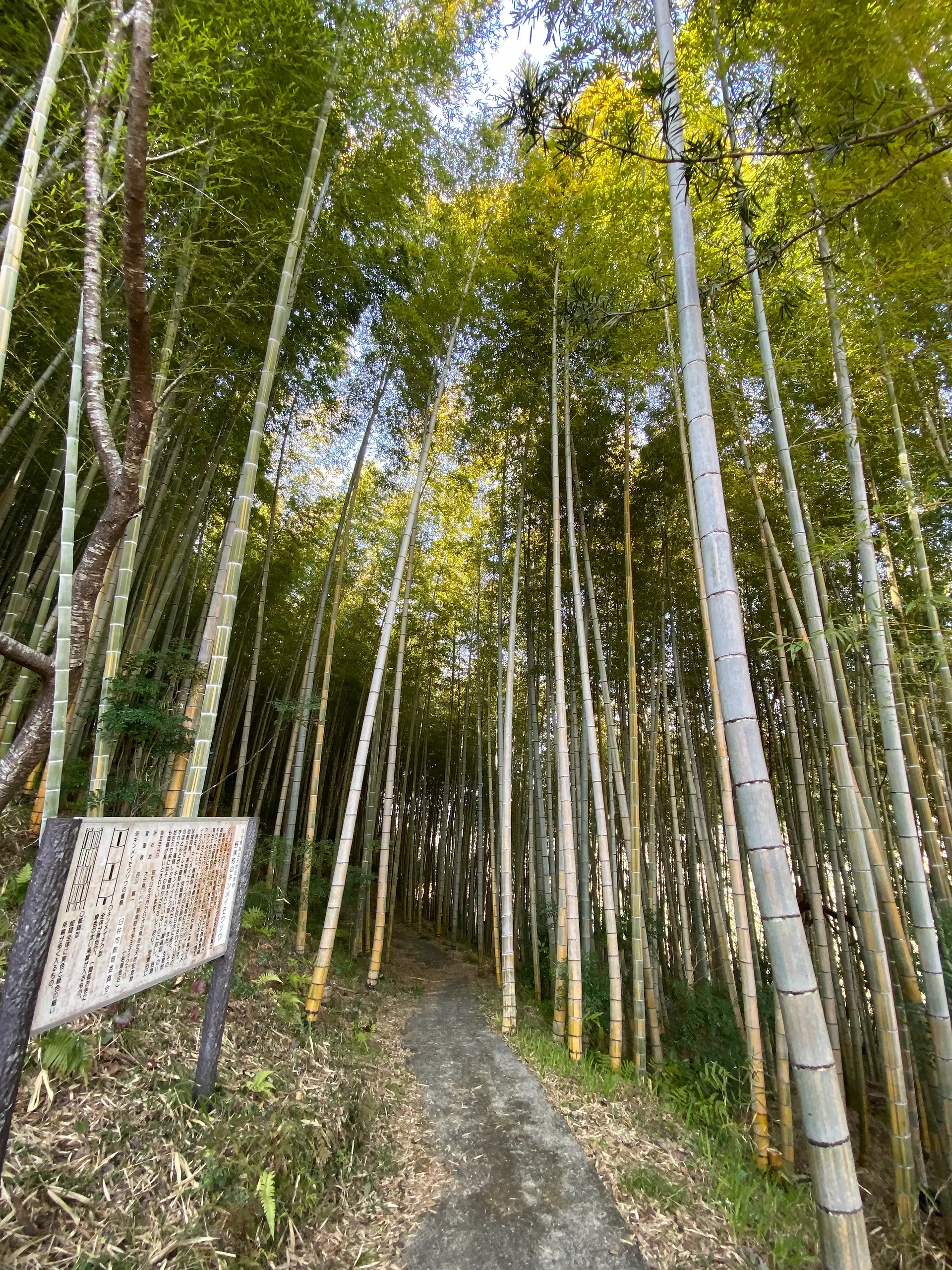 The Rare Kinmei Moso Bamboo of Usuki