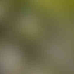 The Rare Kinmei Moso Bamboo of Usuki