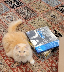 Elvis the cat seems to have found his Elvis book and is awaiting its purposed placement