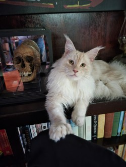 Jackie Wilson the cat in repose on a shelf next to skull artifact
