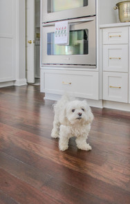 Client's little fluffy white dog on newly finished wood floors happy to show off the New Year New Kitchen by Barrett Home Renovations