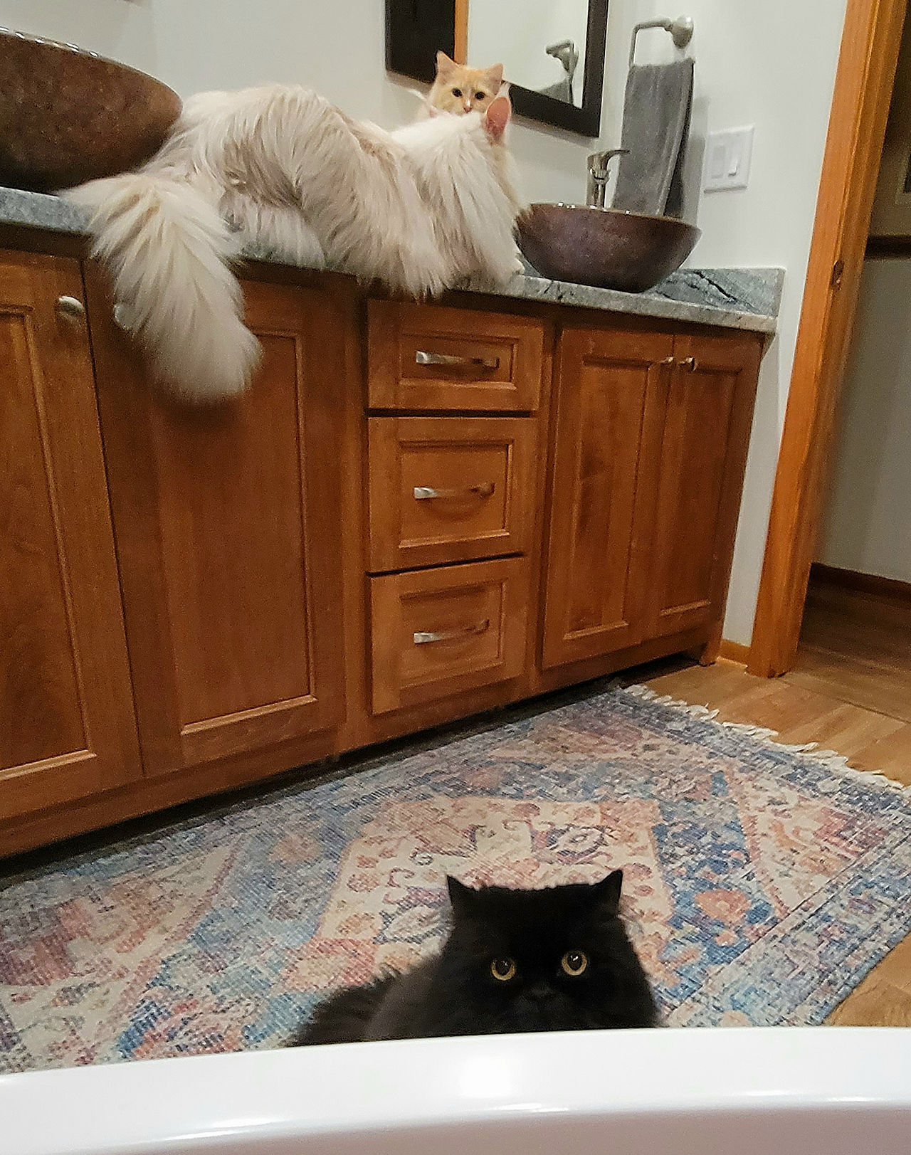 Macado the cat peers into the stand alone tub as feline friends look on from vanity counter top