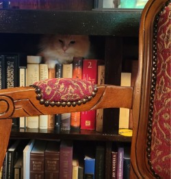 Antique wood armchair with tapestry upholstery cat Elvis hiding in background
