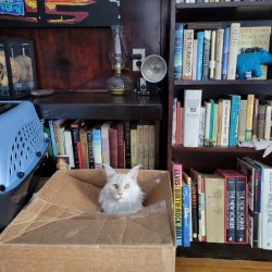 Jackie Wilson the cat in a box ready to help prep the room with the removal of all personal items