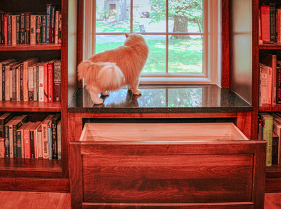 Elvis the cat a top the window seat looking outside