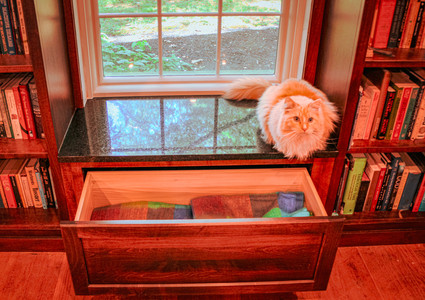 Elvis the cat poses for a photo perched on the window seat atop his nook