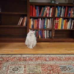 Jackie Wilson the cat poses as if giving approval in front of new bookcases