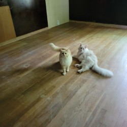 Cats Elvis and Jack Wilson frolicking on flooring of empty former library 