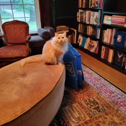 Elvis the cat perched on round ottoman in former library