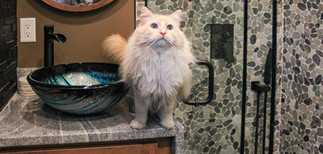 Elvis the cat in the Purrfect Bathroom by Barrett Home Renovations