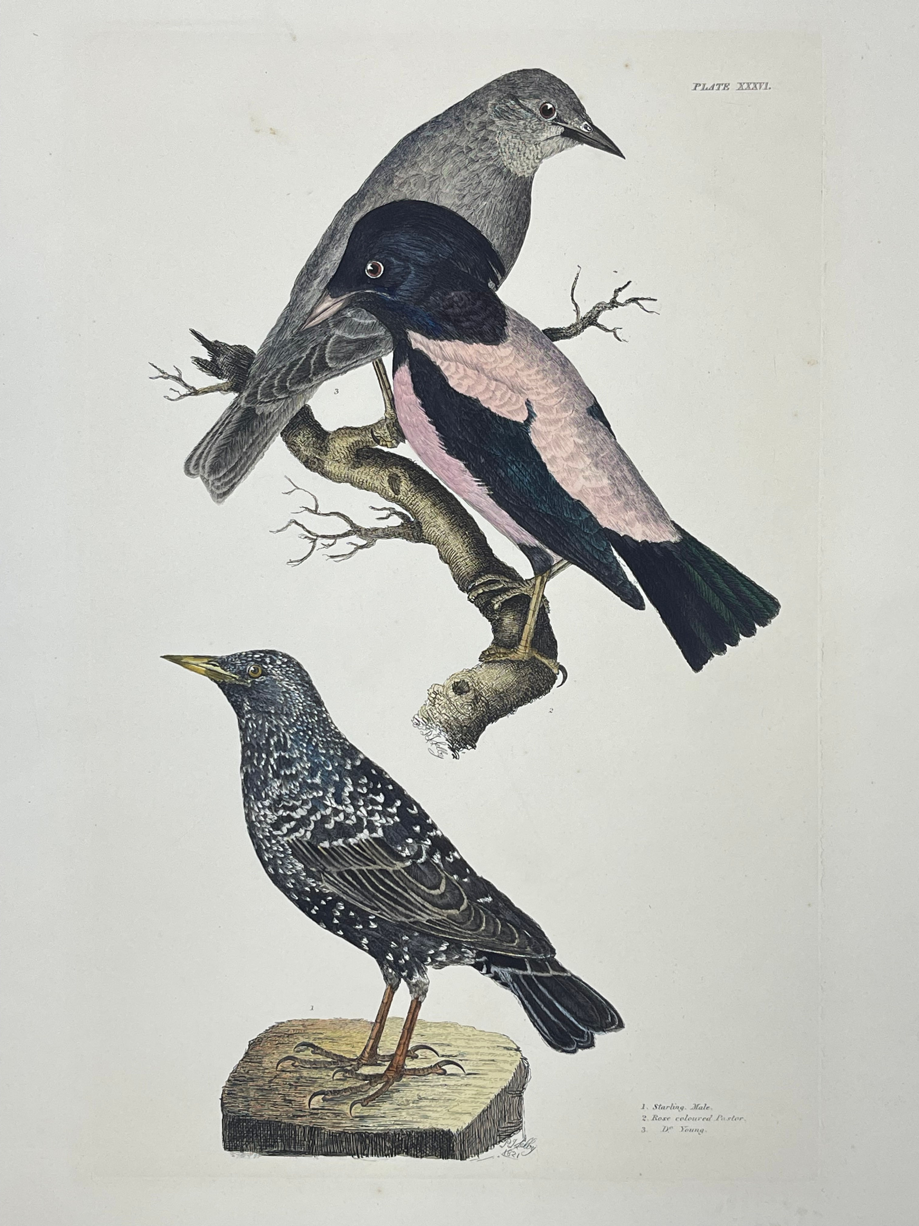 Selby Original 1821 Print - "Plate XXXVI"