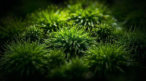 Create realistic photos of preserved moss. The moss must be in the shadows of green. Make