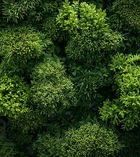 Green Moss.jpg
