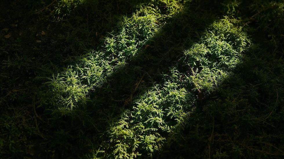 Why Your Office Needs Biophilic Branding