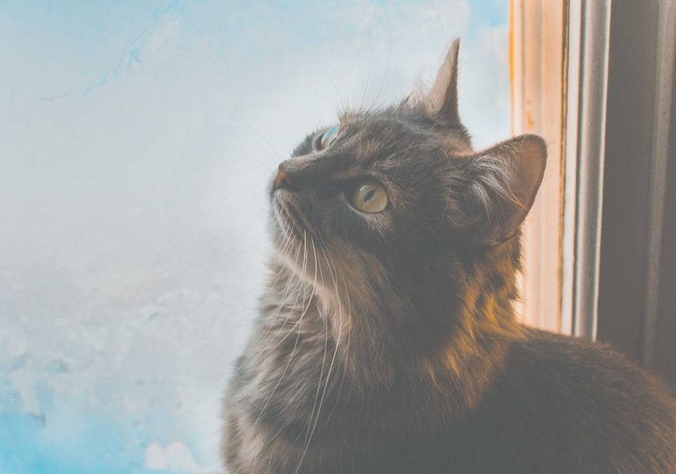 Cat 1