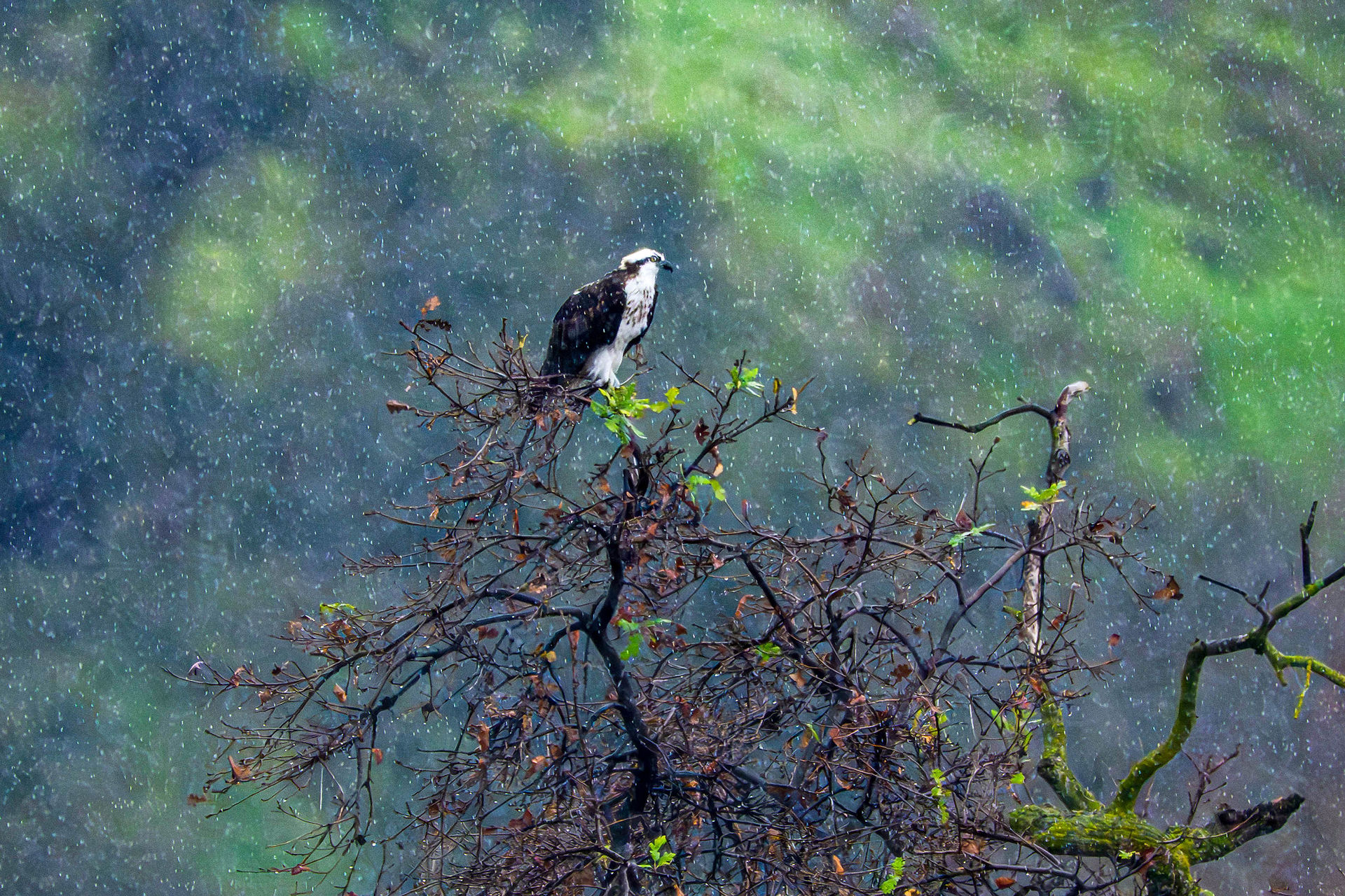 "Storm Sentinel" by Barbara Carlson