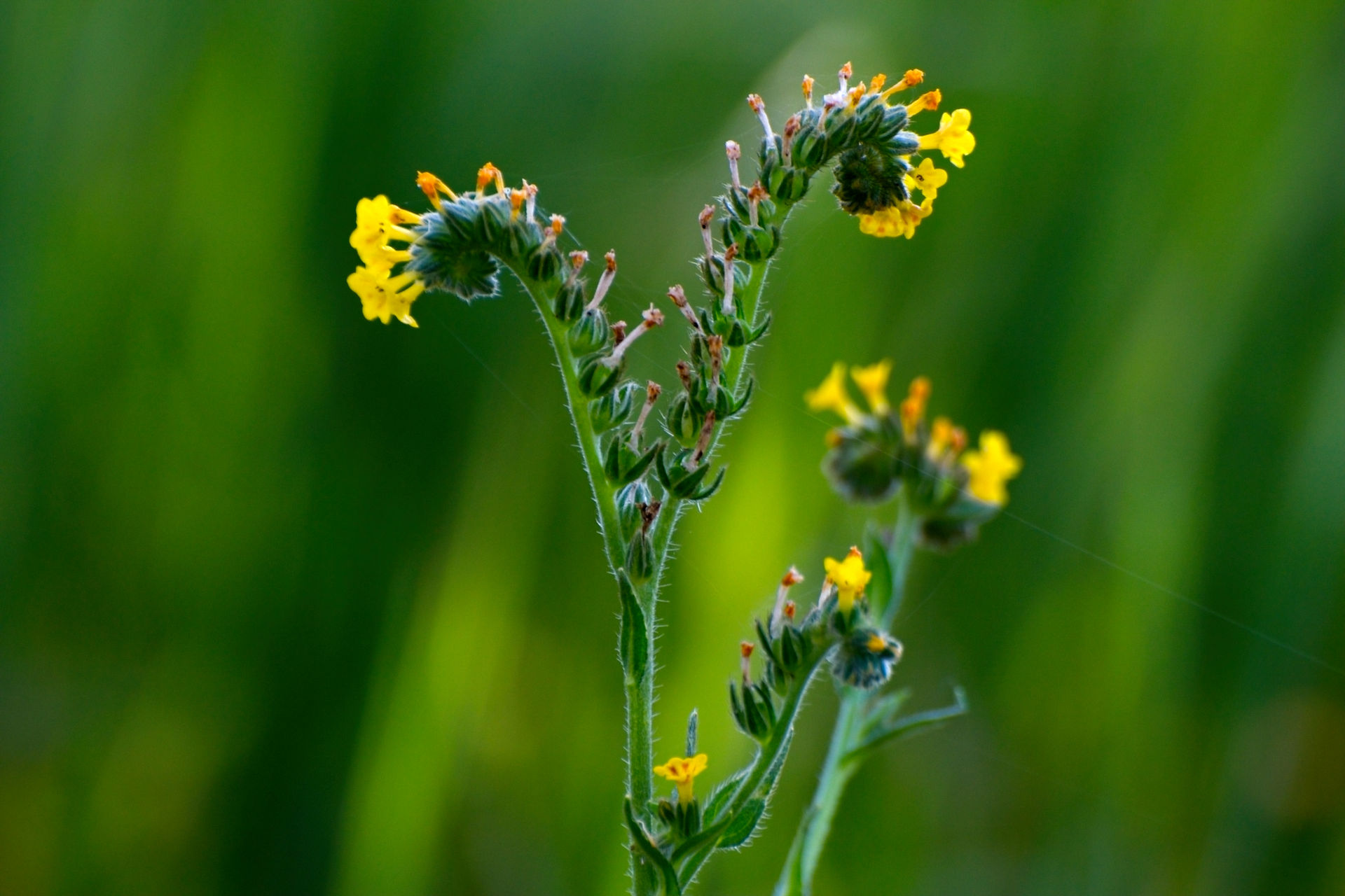 "Fiddleneck in Bloom" by Charlotte Jueco