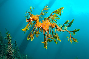 Leafy-Sea-Dragon.jpg