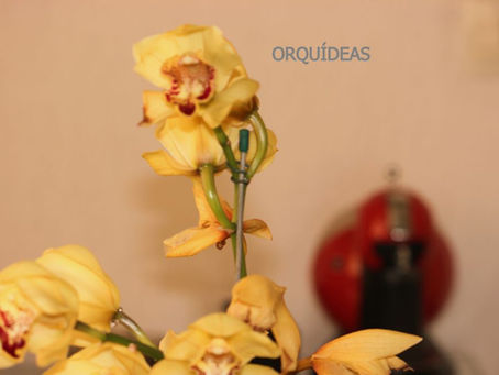 Foto de uma orquídea amarela com fundo desfocado
