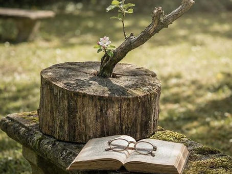 Um óculos cobre um livro aberto em um banco em uma paisagem triste