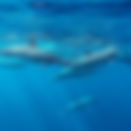 Spinner Dolphins