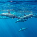 Spinner Dolphins