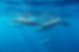 Spinner Dolphins